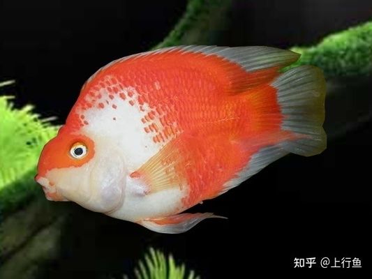 紅龍魚(yú)變白什么原因啊怎么治療：關(guān)于紅龍魚(yú)變白的問(wèn)題