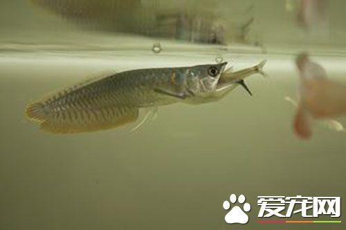 1米魚缸養(yǎng)幾條銀龍：銀龍魚的飼養(yǎng)密度與混養(yǎng)技巧 魚缸百科 第2張