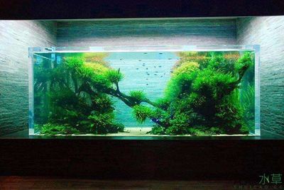 4米魚缸造景：4米魚缸造景的基本步驟