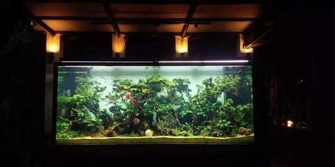 4米魚缸造景：4米魚缸造景的基本步驟 魚缸百科 第3張