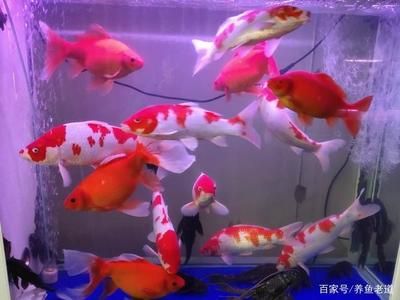 1米魚缸養(yǎng)幾條蝴蝶鯉合適：1米長(zhǎng)的魚缸可以養(yǎng)2到3條蝴蝶鯉