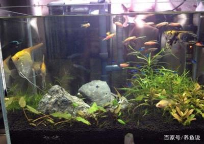 5mm魚缸承重：5mm魚缸的承重能力要提高魚缸的承重能力和承重能力