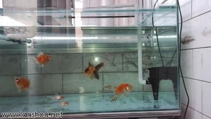 50魚(yú)缸是多大：50厘米的魚(yú)缸尺寸與50厘米的魚(yú)缸養(yǎng)殖注意事項(xiàng)及注意事項(xiàng) 魚(yú)缸百科 第4張