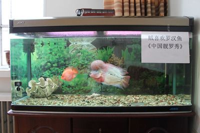 604545的魚缸適合養(yǎng)什么魚：60,45,45的魚缸適合養(yǎng)什么魚 魚缸百科 第4張