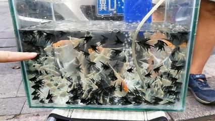 2020年觀賞魚市行情如何：2020年中國(guó)觀賞魚市場(chǎng)行情如何？