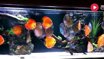 60厘米的魚缸能養(yǎng)幾條七彩神仙魚？：60厘米的七彩神仙魚適合養(yǎng)殖3-4條七彩神仙魚