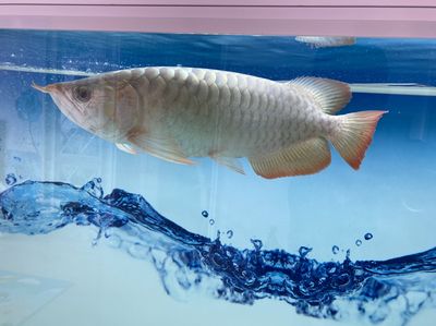 22厘米魚缸怎么造景的