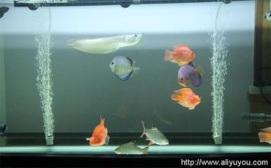 羅漢魚和龍魚混養(yǎng)嗎？：p羅漢魚和龍魚混養(yǎng)的注意事項(xiàng)羅漢魚和龍魚混養(yǎng)的注意事項(xiàng) 龍魚百科 第3張