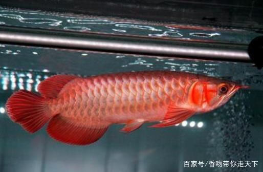 血龍魚百度百科：血龍魚的飼養(yǎng)技巧 龍魚百科 第2張