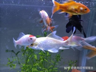 60的魚缸適合養(yǎng)多大的魚：60厘米的魚缸適合養(yǎng)什么樣的魚