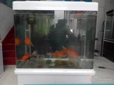 380的魚缸適合養(yǎng)什么魚：380魚缸適合養(yǎng)什么樣的魚？ 魚缸百科 第3張