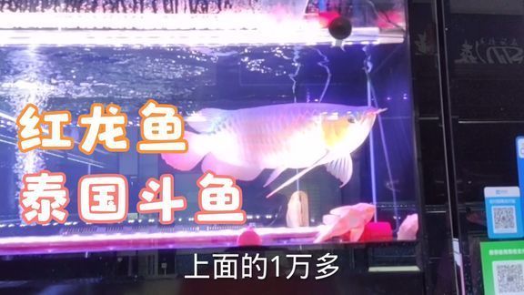 紅龍魚有名的漁場是哪里的魚：印尼紅龍魚養(yǎng)殖場有哪些特點？