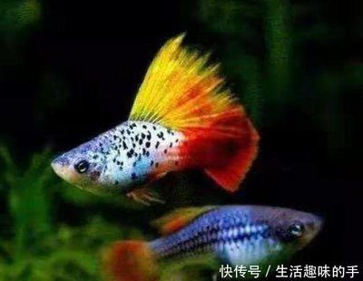 體型小的龍魚(yú)叫什么品種：體型較小的龍魚(yú)品種