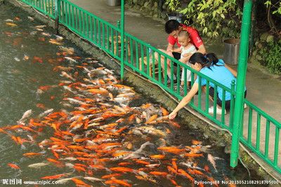 100個經(jīng)典魚池圖片：庭院設(shè)計(jì)中魚池的設(shè)計(jì)與布局