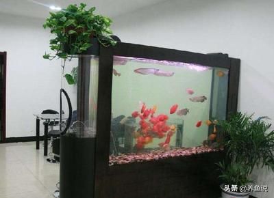 40長魚缸養(yǎng)多少魚合適：40厘米的魚缸適合養(yǎng)什么樣的魚 魚缸百科 第1張