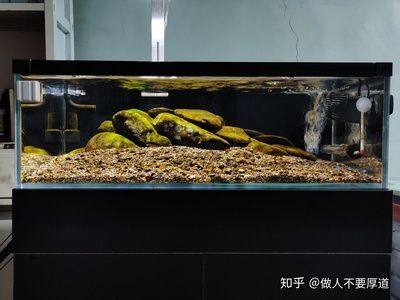 40長魚缸養(yǎng)多少魚合適：40厘米的魚缸適合養(yǎng)什么樣的魚 魚缸百科 第2張