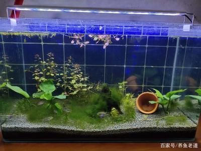 龍魚需要配魚嗎：混養(yǎng)龍魚時需要注意以下幾點，可以增加魚缸活力和美觀度