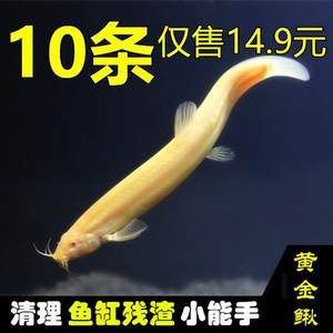 小金龍魚苗多少錢一條?。盒〗瘕堲~苗價格 龍魚百科 第2張