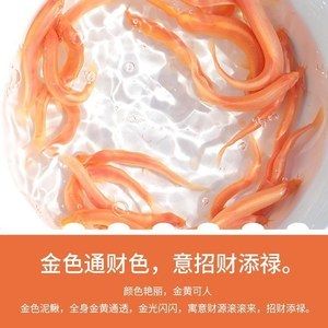 小金龍魚苗多少錢一條啊：小金龍魚苗價格 龍魚百科 第3張