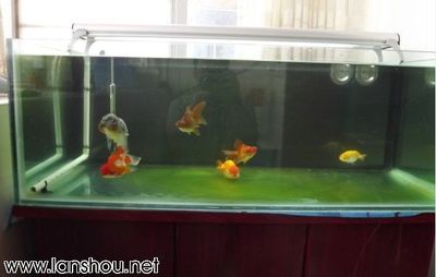 90厘米魚缸養(yǎng)什么魚 魚缸百科 第1張