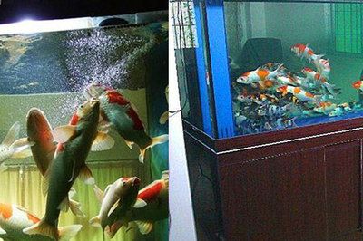 5個厚玻璃能粘多大魚缸：5個厚玻璃最適合粘制的魚缸尺寸 魚缸百科 第3張