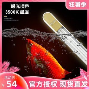 龍魚用2700k的燈有什么好處：2700k的燈對龍魚的發(fā)色有很大的促進作用 龍魚百科 第2張