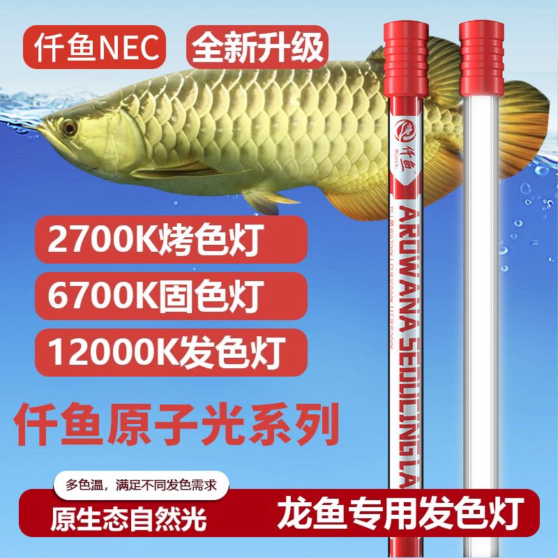 龍魚用2700k的燈有什么好處：2700k的燈對龍魚的發(fā)色有很大的促進作用 龍魚百科 第1張