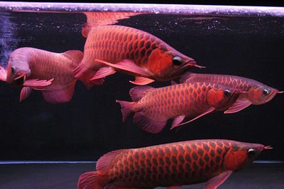 紅龍魚是哪里產(chǎn)的最好：紅龍魚原產(chǎn)地在哪兒？