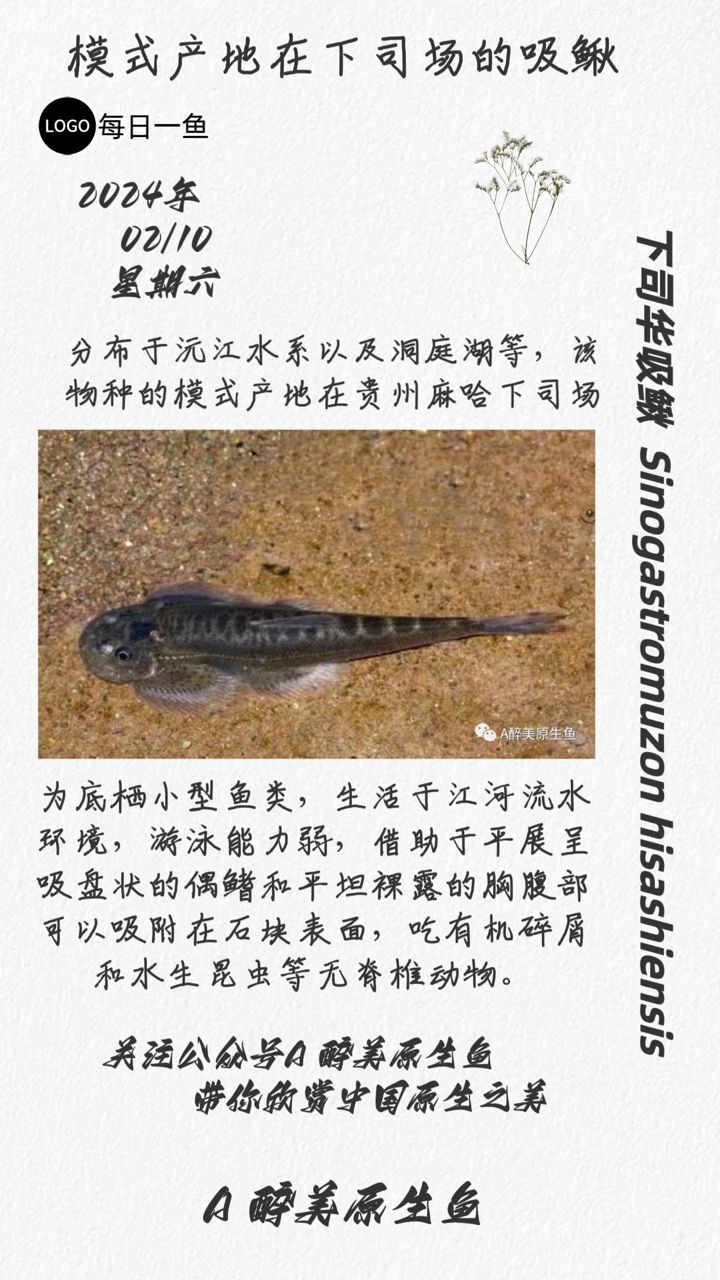 下司華吸鰍：分布下司場(chǎng) 觀賞魚(yú)論壇