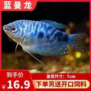 30厘米小魚缸造景視頻：30厘米小魚缸造景教程