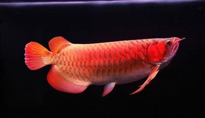 龍魚水溫15度能活嗎？：龍魚在15度的水溫下無法存活嗎？ 龍魚百科 第1張