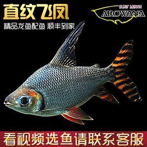 紅龍福龍魚批發(fā)：關(guān)于紅龍福龍魚批發(fā)及貨源基地的一些信息 龍魚百科 第3張