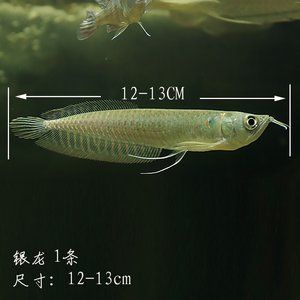 fuyu魚缸怎么樣：雙11福羽魚缸怎么樣\