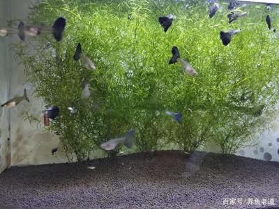 40厘米魚缸能養(yǎng)什么：40厘米的魚缸適合養(yǎng)一些小型熱帶魚，且與40厘米的魚缸搭配效果很好 魚缸百科 第3張