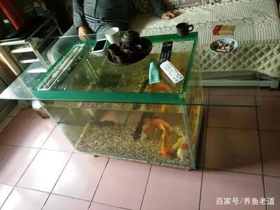 40厘米魚缸能養(yǎng)什么：40厘米的魚缸適合養(yǎng)一些小型熱帶魚，且與40厘米的魚缸搭配效果很好 魚缸百科 第1張