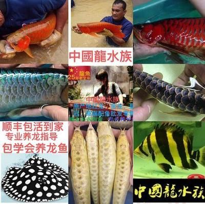 中國最大的龍魚批發(fā)市場是哪里：中國最大的龍魚批發(fā)市場