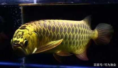 1米的魚(yú)缸大約多少錢一個(gè)呢：1米的魚(yú)缸價(jià)格一般是多少？