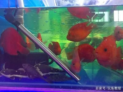 養(yǎng)金龍魚開燈一天幾個小時：養(yǎng)金龍魚開燈一天最佳時間為8-12小時 龍魚百科 第3張