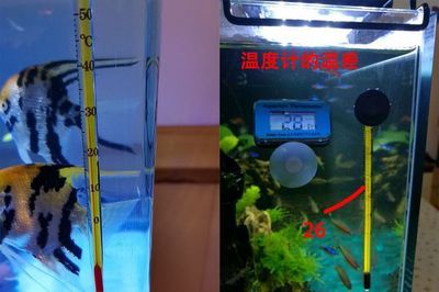 8厘米魚用多大魚缸好看：8厘米左右的魚適合什么尺寸的魚