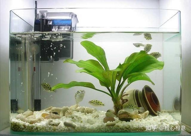 50魚缸能養(yǎng)多少魚：50的魚缸適合養(yǎng)哪些魚？ 魚缸百科 第1張