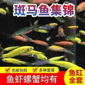 30cm的魚缸能養(yǎng)多少斑馬魚和蝦：30cm的魚缸養(yǎng)斑馬魚和蝦的一些結(jié)論 魚缸百科 第4張