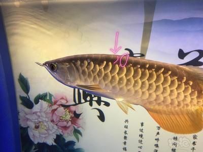 怎么促進(jìn)金龍魚爬背：促進(jìn)金龍魚爬背的方法 龍魚百科 第2張