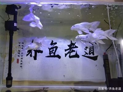 20厘米的魚缸：20厘米的魚缸適合養(yǎng)10條小型熱帶魚，養(yǎng)殖數(shù)量會有所不同