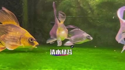 20厘米的魚缸：20厘米的魚缸適合養(yǎng)10條小型熱帶魚，養(yǎng)殖數(shù)量會有所不同