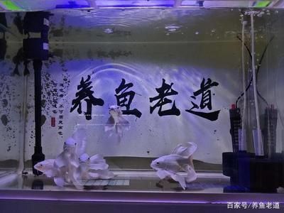 20厘米的魚缸：20厘米的魚缸適合養(yǎng)10條小型熱帶魚，養(yǎng)殖數(shù)量會(huì)有所不同 魚缸百科 第4張