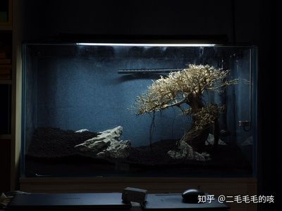 380的魚缸養(yǎng)多大的魚合適：380的魚缸適合養(yǎng)什么樣的魚