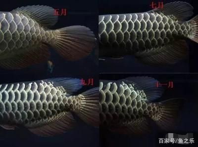 野生龍魚吃什么食物為主