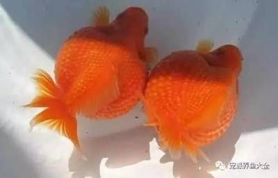 70厘米深魚缸可以養(yǎng)珍珠金魚：70厘米深的魚缸可以養(yǎng)珍珠金魚嗎？ 魚缸百科 第3張