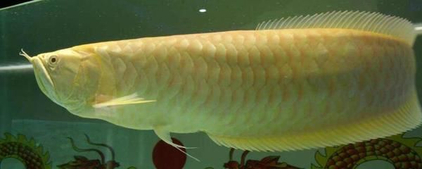 金龍魚(yú)為什么會(huì)兜嘴：金龍魚(yú)兜嘴的原因