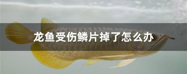 龍魚幾月份開始加溫度：龍魚的飼養(yǎng)水溫需要維持在一個(gè)特定的范圍內(nèi)，以確保它們的健康和生長